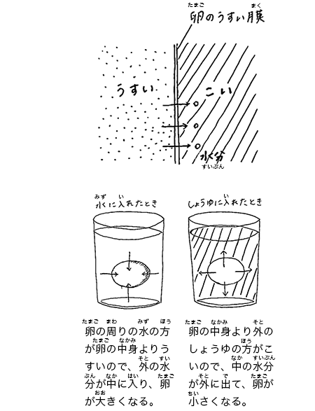 浸透圧の違い