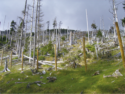 鹿の食害で立ち枯れ、表土が流出し始めた森林©長野県林務部